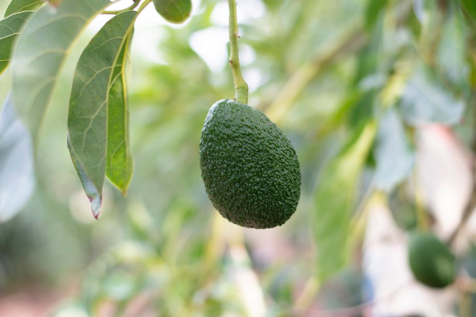 aceite de palta o aguacate